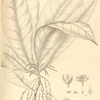 36. CYBIANTHUS macrophyllus.