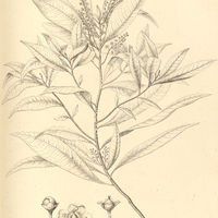 37. CYBIANTHUS fuscus.