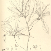38. CYBIANTHUS cuneifolius.