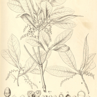 39. I. CYBIANTHUS densicomus, II. coriaceus.
