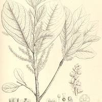 40. CYBIANTHUS detergens.