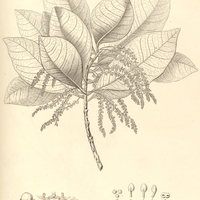 41. CYBIANTHUS Boissieri.
