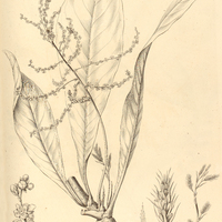 42. CYBIANTHUS multicostatus