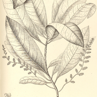 43. CYBLANTHUS longifolius.