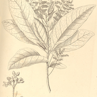 44. CYBIANTHUS myrianthus.