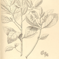 45. CYBLANTHUS densiflorus.