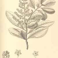 46. CYBIANTHUS obovatus.