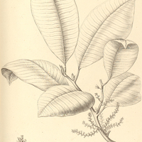 47. CONOMORPHA macrophylla.