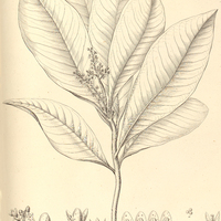 48. CONOMORPHA nemoralis.