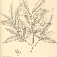 49. CONOMORPHA heterantha