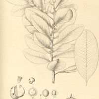 MYRSINE Rapanea, surinamensis.
