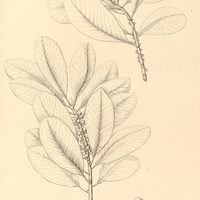 51. MYRSINE Rapanea, brasiliensis.