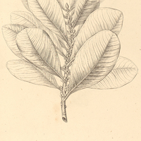 52. MYRSINE Rapanea, robusta.