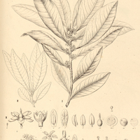 53. MYRSINE Gardneriana, II. emarginella.