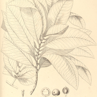 54. MYRSINE leuconeura.