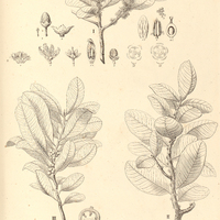 55. MYRSINE umbellata. var. I. vulgaris, II. monticola, III. glomeriflora.