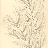 56. MYRSINE lancifolia