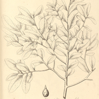 57. MYRSINE ovalifolia.