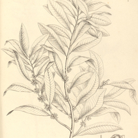 58. MYRSINE flocculosa.