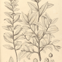59. MYRSINE villossima.