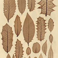 1. 1. Maytenus acutangula. sup. 2. M. Aquifolium. s. 3. M. oxyodonta. s. 4. M. horrida. s. 5. M…