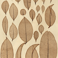 2. 1. Maytenus Pseudocasearia. s. 2. M. gonoclados. s. 3. M. subalata. s. 4. M. Pyraster. s. 5. M…