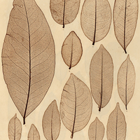 3. 1. Maytenus ficiformis. i. 2.M. pruinosa. s. 3. M. grandiflora. i. 4. M. Erythroxylon. s. 5. M…
