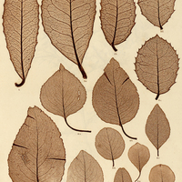 5. 1. Elaeodendron quadrangulatum, var. angustifolia. s. 2. E. quadrangulatum, var. latifolia. a, b…