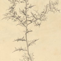 6. MAYTENUS ilicifolia.