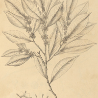 7. MAYTENUS floribunda.