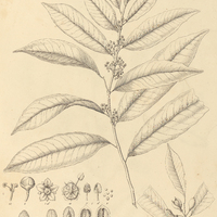 8. MAYTENUS communis.