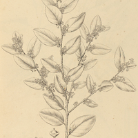 9. MAYTENUS obtusifolia ? ovata parvifolia.