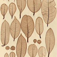 11. Ilex Pseudobuxus. a, s. b, i. 2. I. microdonta. s. 3. I. fertilis. a, s. b, i. 4. I…