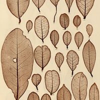 12. 1. Ilex umbellata. a, s. b, i. 2. I. loranthoides. s. 3. I. acrodonta. a, s. b, i. 4. I…