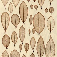 13. 1. Ilex cerasifolia. a, s. b, i. 2. I. brevicuspis. s. 3. I. congesta. a, s. b, i. 4. I…