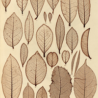14. l. Ilex sorbilis. a, s. b, i. 2. I. domestica. a, s. b, i. 3. I. cognata. s. 4. I. medica s. 5…