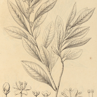 15. ILEX psammophila.