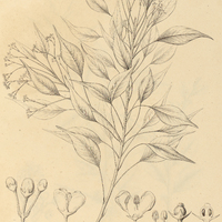 16. ILEX loranthoides.