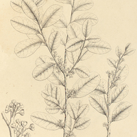 17. ILEX theezans.