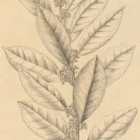 18. ILEX cerasifolia.