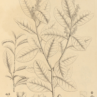 19. ILEX paraguayenfis ? latifolia.