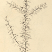 21. ILEX chamaedrÿfolia.