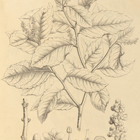 22. VILLARESIA mucronata.