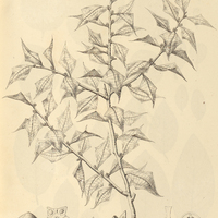 23. JODINA rhombifolia.
