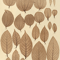 24. 1. Zizyphus Joazeiro. s. 2. Z. platyphylla. a, s. b, i. 3. Z. undulata. a, s. b, i. 4. Z…