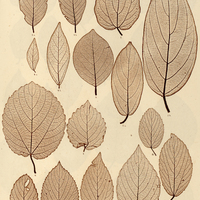 25. 1. Rhanmidium cognatum. a, s. b, i. 2. Colubrima cordifolia. i. 3. C. rufa. a, s. b, i. 4…