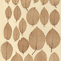 26. 1. Gouania Blanchetiana a, s. b, i. 2. G. hupochroa a, s. b, i. 3. G. trichodonta a, s. b, i. 4…