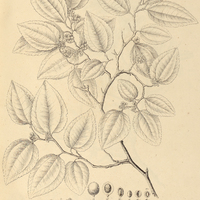 27. ZIZYPHUS Joazeiro.