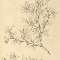 28. CONDALIA buxifolia.