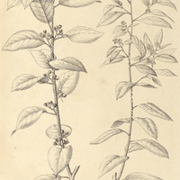 29. FRANGULA polymorpha I. var. tomentosa II. var. pubescens.